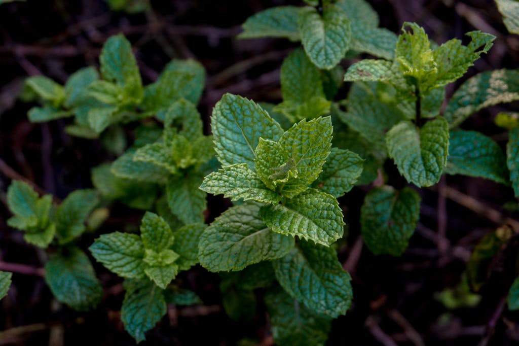 Close-up of Peppermint for digestive health Growing in a Garden