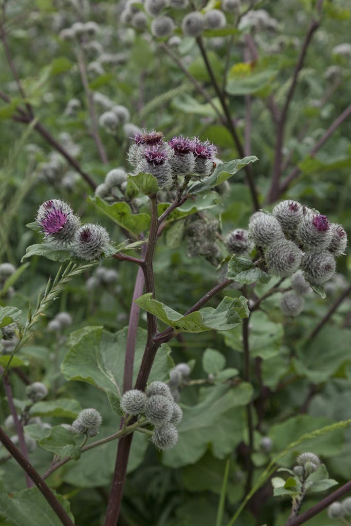 burdock plant