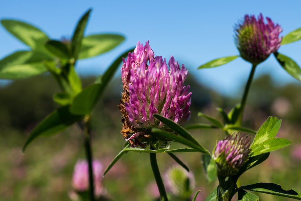 red clover