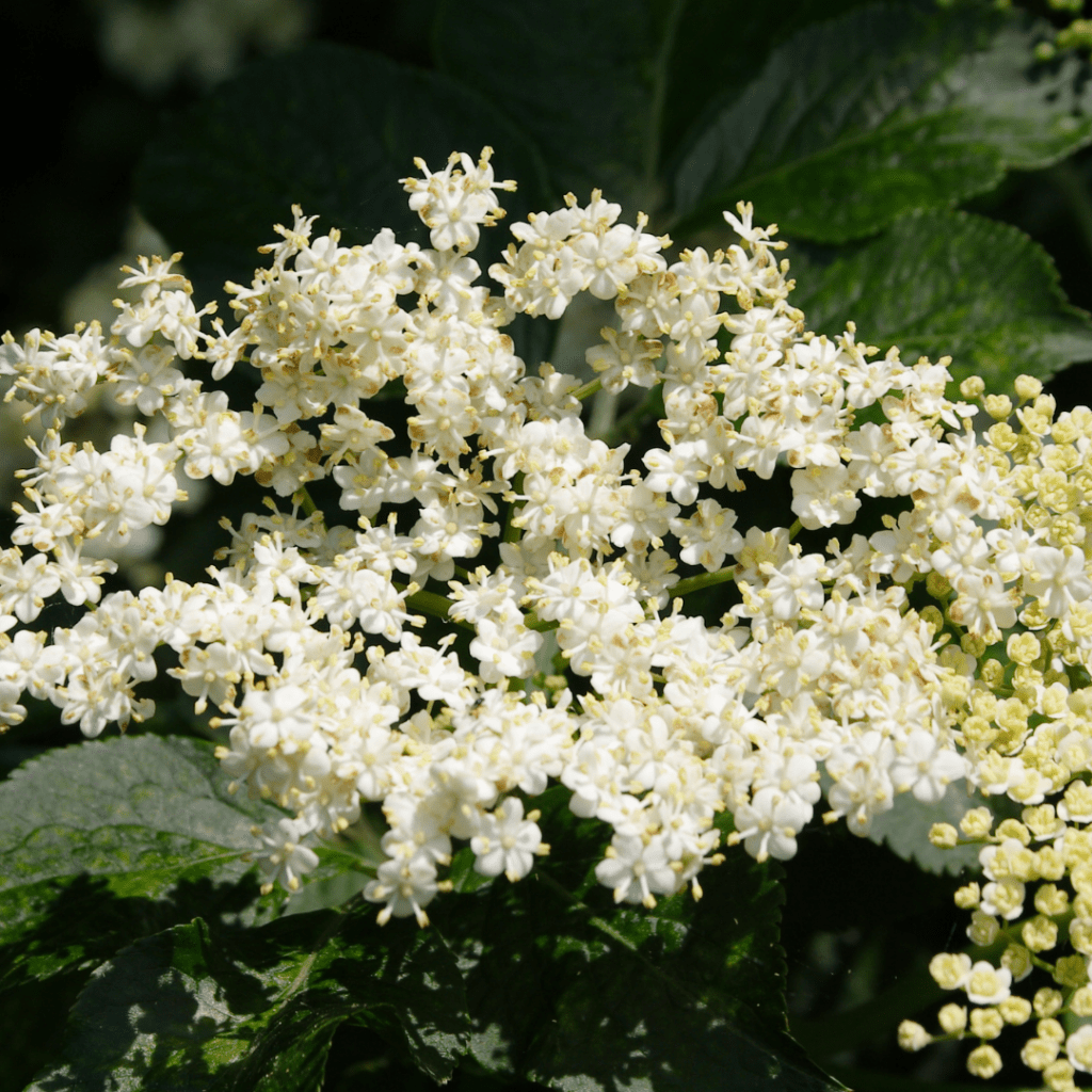 elder flower