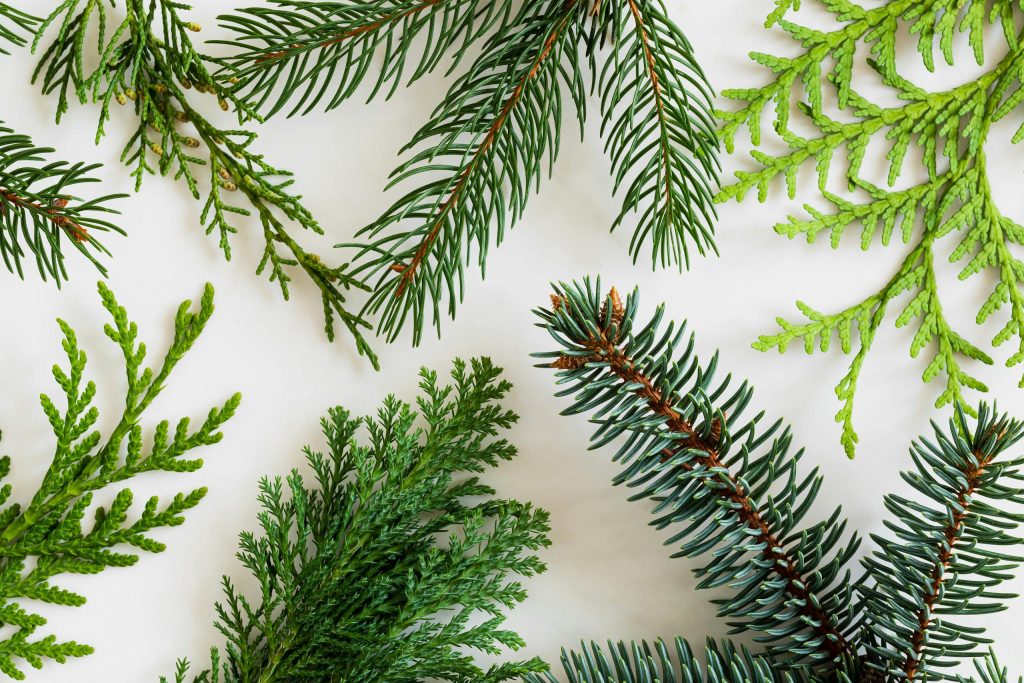 Evergreen boughs in winter