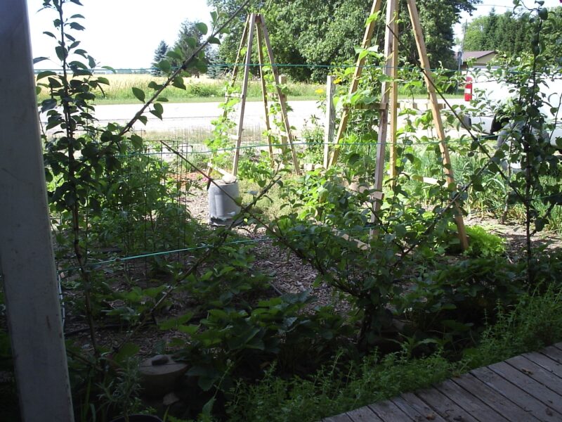 Herb garden with bark paths, bean towers and Belgian fence espaliered fruit trees in Kinde, Michigan