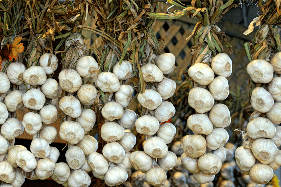 garlic braids in storage
