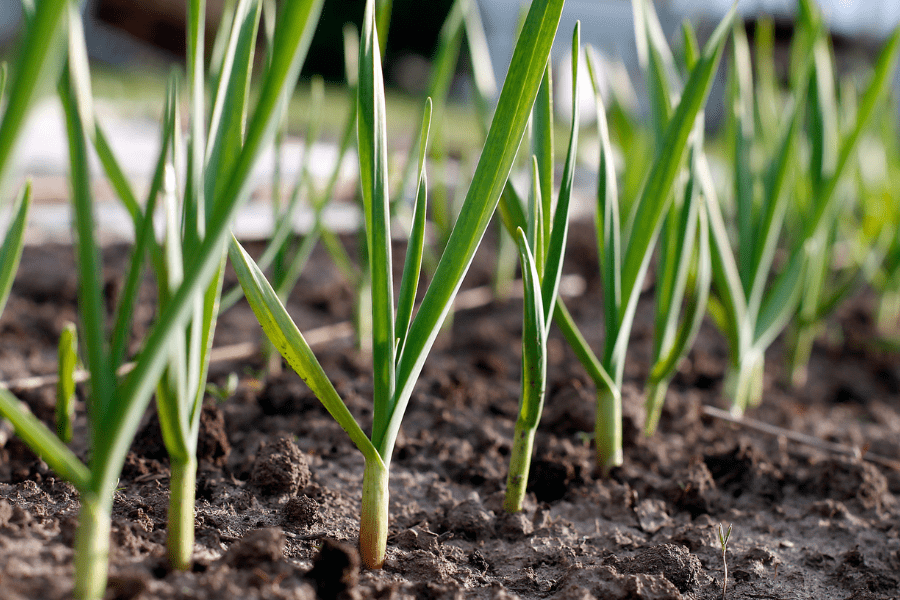 garlic growing