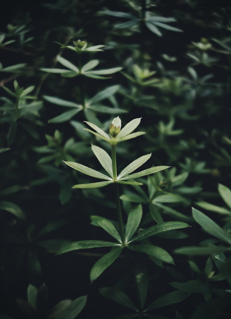 leaves of cleavers