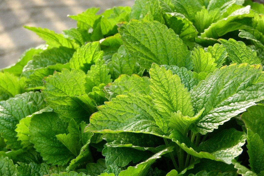Lemon Balm (Melissa officinalis)