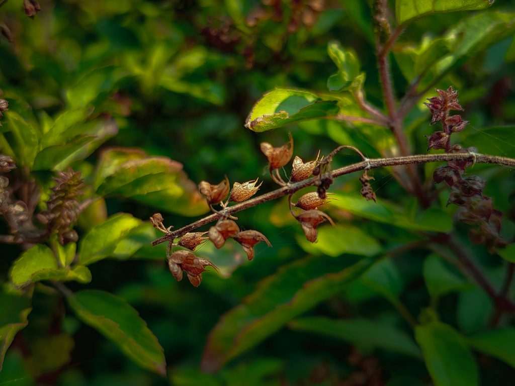 tulsi holy basil