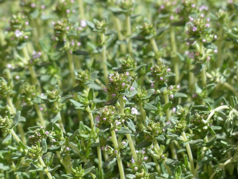 Thyme (Thymus vulgaris)