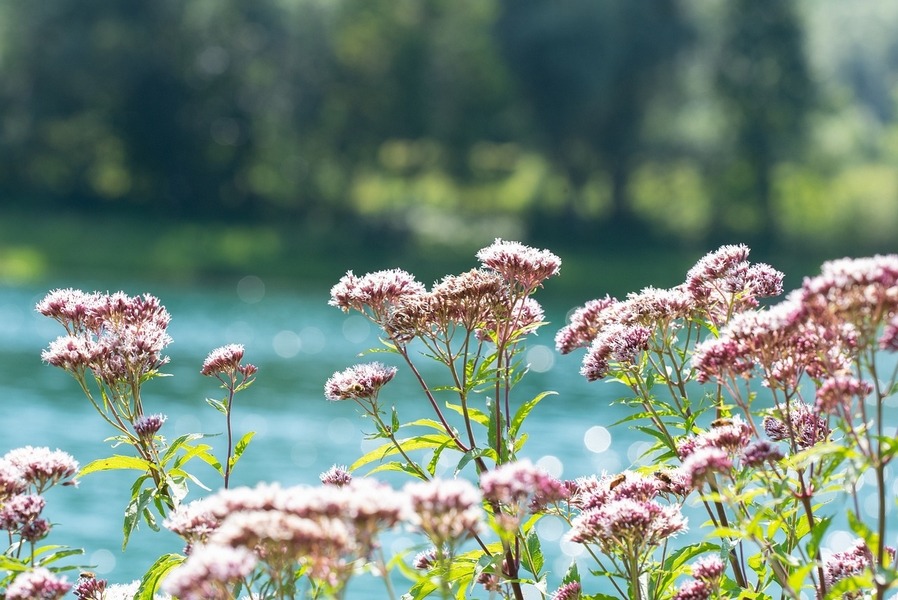 Valerian (Valeriana officinalis)