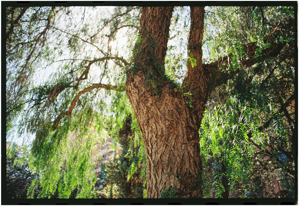 Willow Tree in Summer