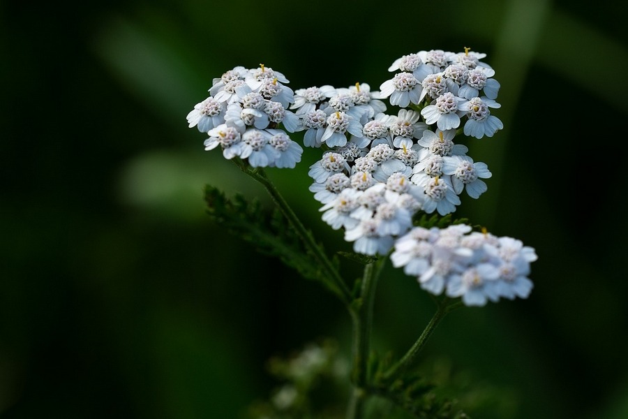 Yarrow (Achillea millefolium)
