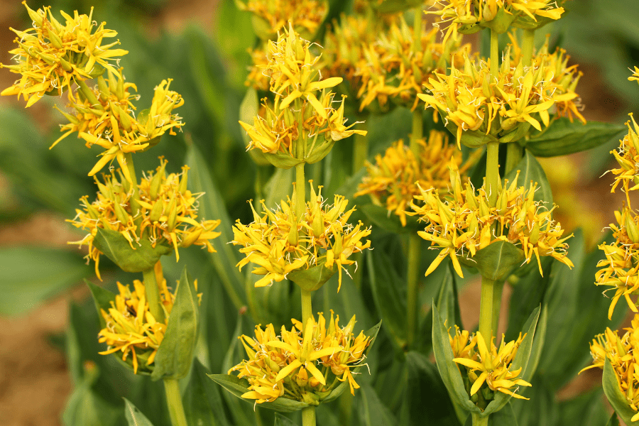 yellow gentian